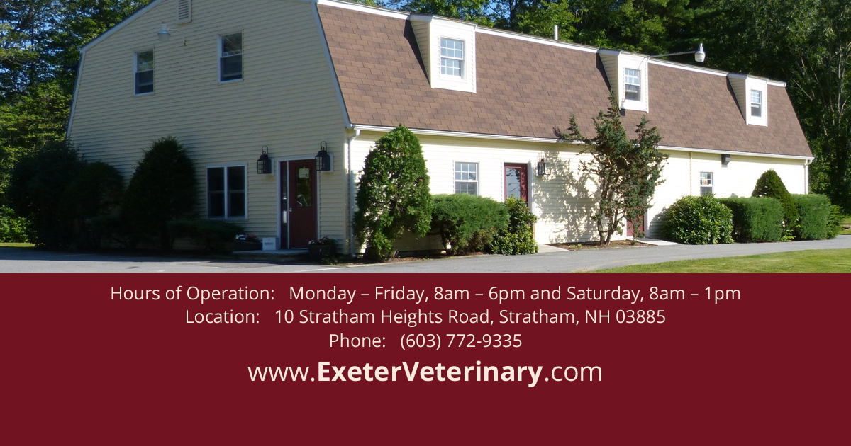 Exeter Veterinary Hospital | Veterinary Services in Stratham, New Hampshire  | 603-722-9335